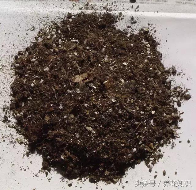 金钱树球根烂了还能救活吗,铁树的根全部烂了还能救活吗