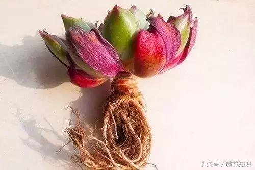 金钱树球根烂了还能救活吗,铁树的根全部烂了还能救活吗