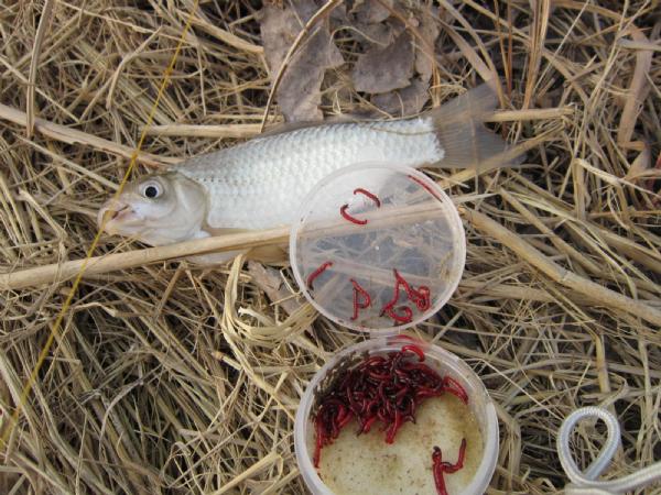 大条有二两，小的有五钱，这可是正宗的寒冬江鲫哟