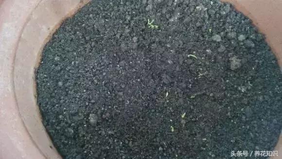 金钱树球根烂了还能救活吗,铁树的根全部烂了还能救活吗