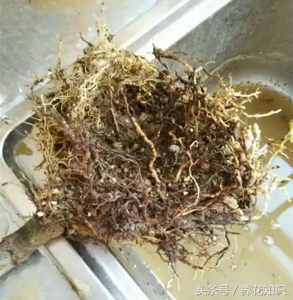 金钱树球根烂了还能救活吗,铁树的根全部烂了还能救活吗