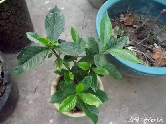 金钱树球根烂了还能救活吗,铁树的根全部烂了还能救活吗