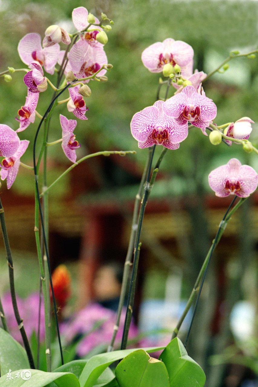 贵州省最名贵十种兰花,蕙兰最名贵十种兰花