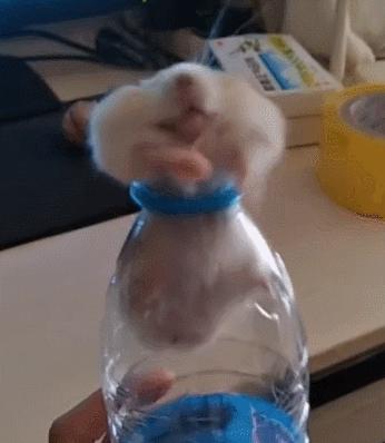 仓鼠缩成一团睡觉身子发抖,仓鼠缩着身体跑