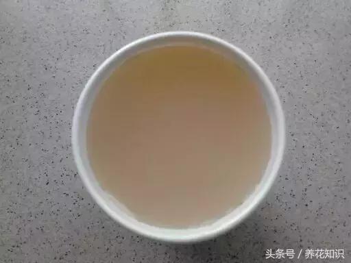 金钱树球根烂了还能救活吗,铁树的根全部烂了还能救活吗