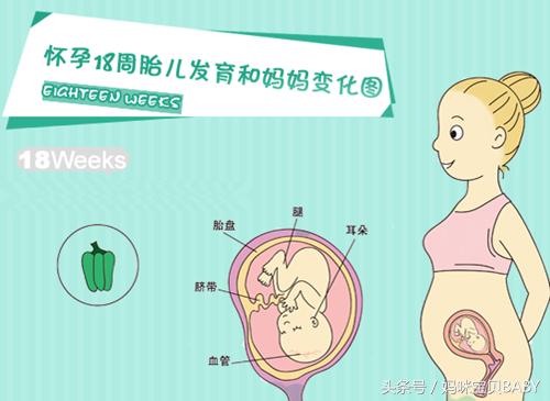 孕十八周胎儿应该有多大,孕十八周有胎动怀唐氏儿几率大吗