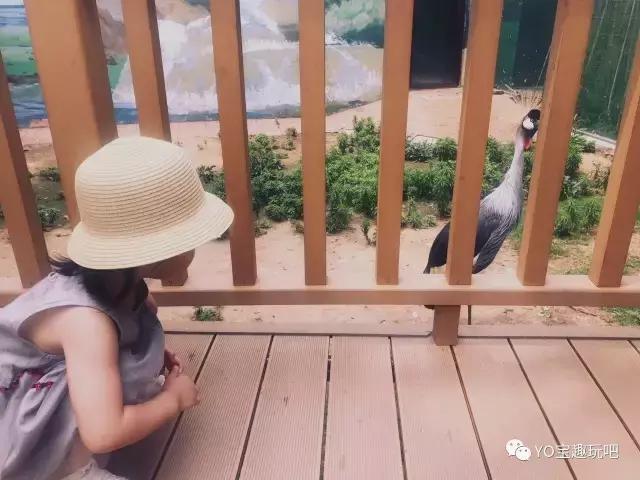 济南野生动物世界一日游自驾,济南野生动物世界一日游攻略