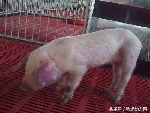 仔猪发烧又拉稀什么病怎么治疗,仔猪不吃食精神不振消瘦打什么药