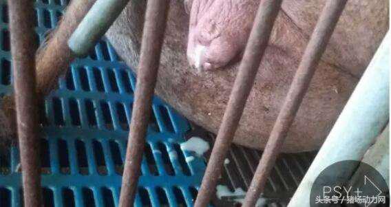 仔猪发烧又拉稀什么病怎么治疗,仔猪不吃食精神不振消瘦打什么药