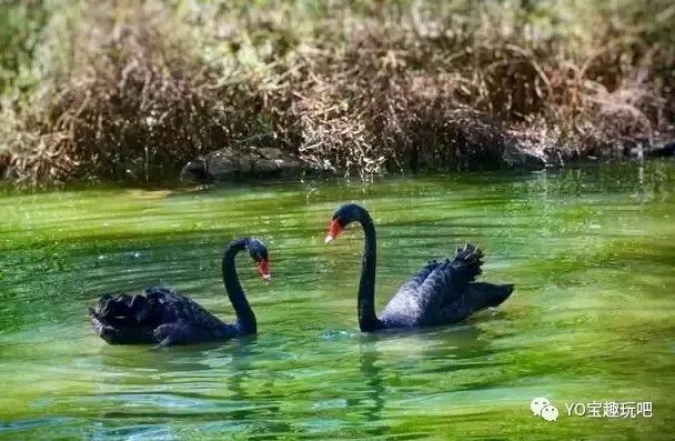 济南野生动物世界一日游自驾,济南野生动物世界一日游攻略