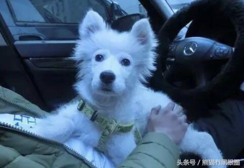 不掉毛的宠物犬,哪种宠物犬不掉毛无体臭