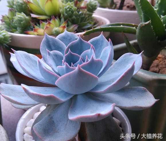 蓝石莲多次砍头要不要剥叶子,蓝石莲砍头爆崽的图片