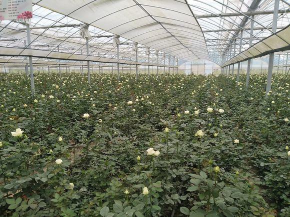 种玫瑰应该买什么,新手种玫瑰推荐什么品种