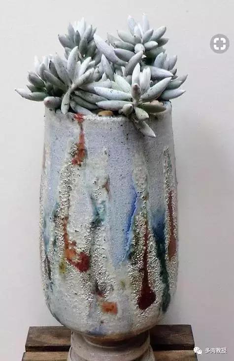 多肉老桩配古盆！美的惊艳了时光！