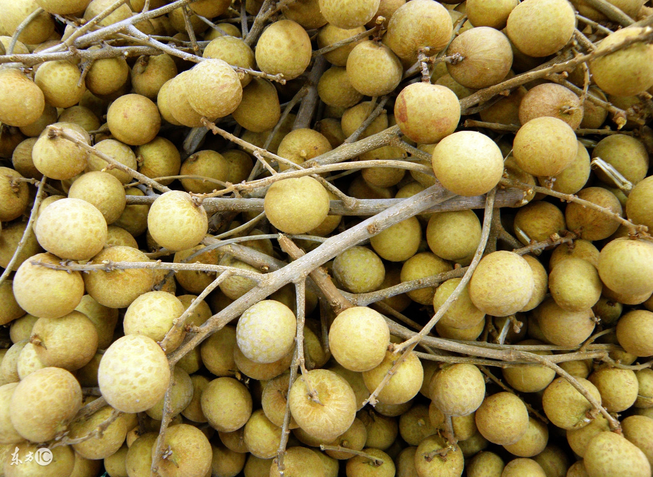 鍚冩鍦嗕激闃村悧,妗傚渾婊嬮槾杩樻槸浼ら槾