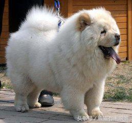 不掉毛的宠物犬,哪种宠物犬不掉毛无体臭