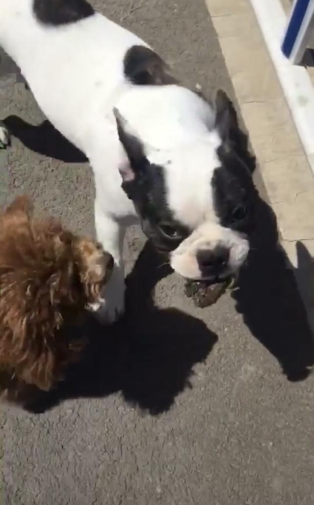 遛狗碰到挑衅怎么办,遛狗碰到一群野狗怎么办