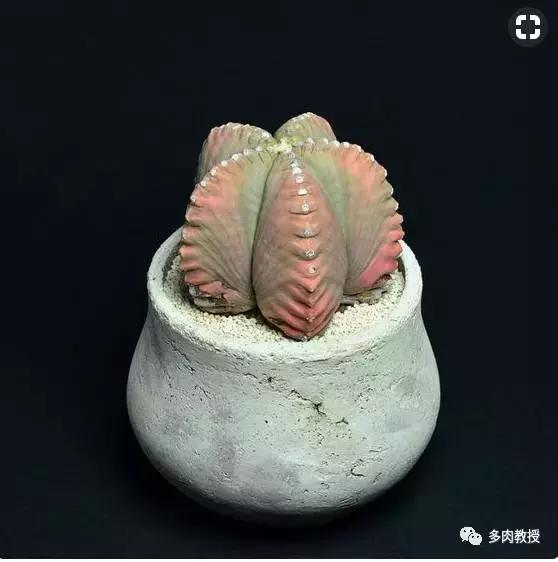 多肉老桩配古盆！美的惊艳了时光！