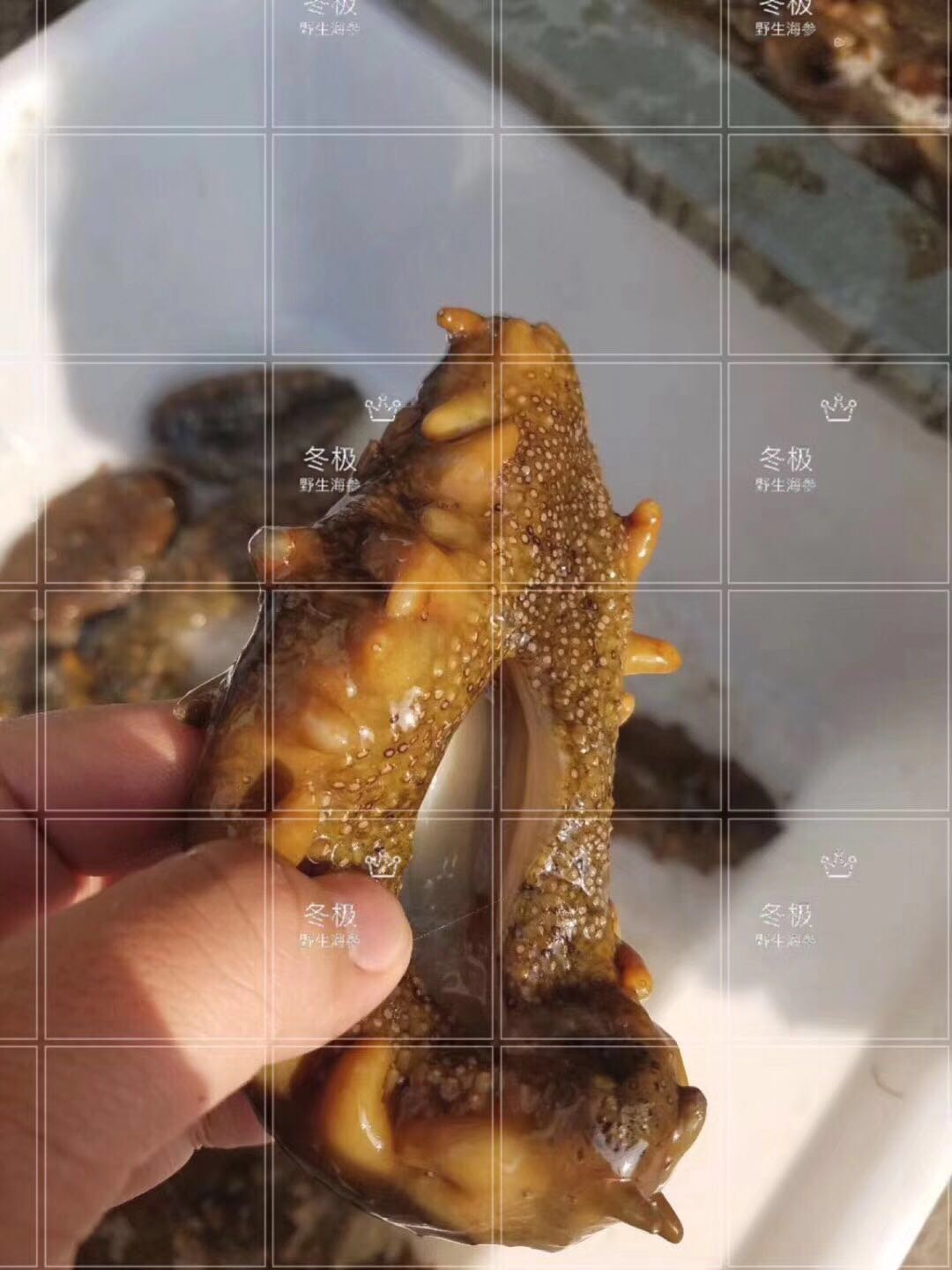 吃海参的好处和功效文案,吃海参的好处的文案