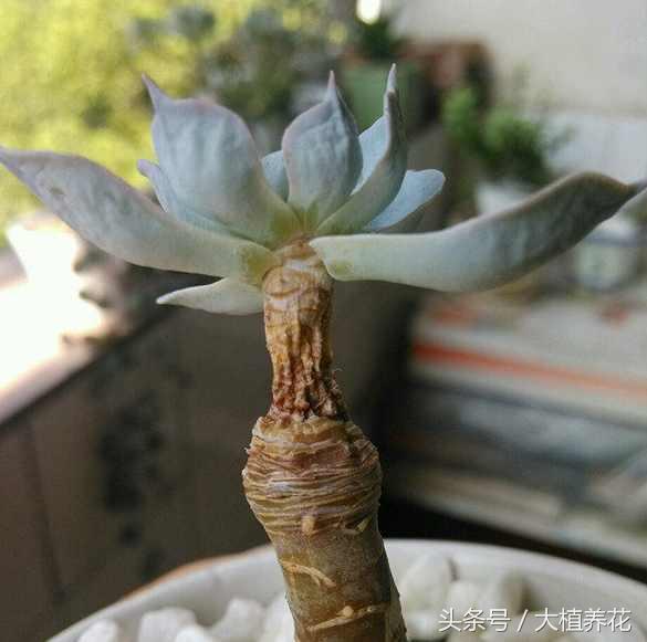 蓝石莲多次砍头要不要剥叶子,蓝石莲砍头爆崽的图片