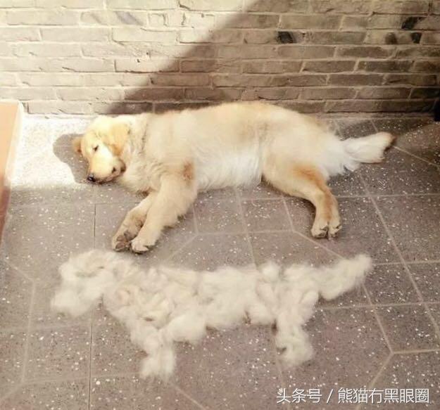 不掉毛的宠物犬,哪种宠物犬不掉毛无体臭