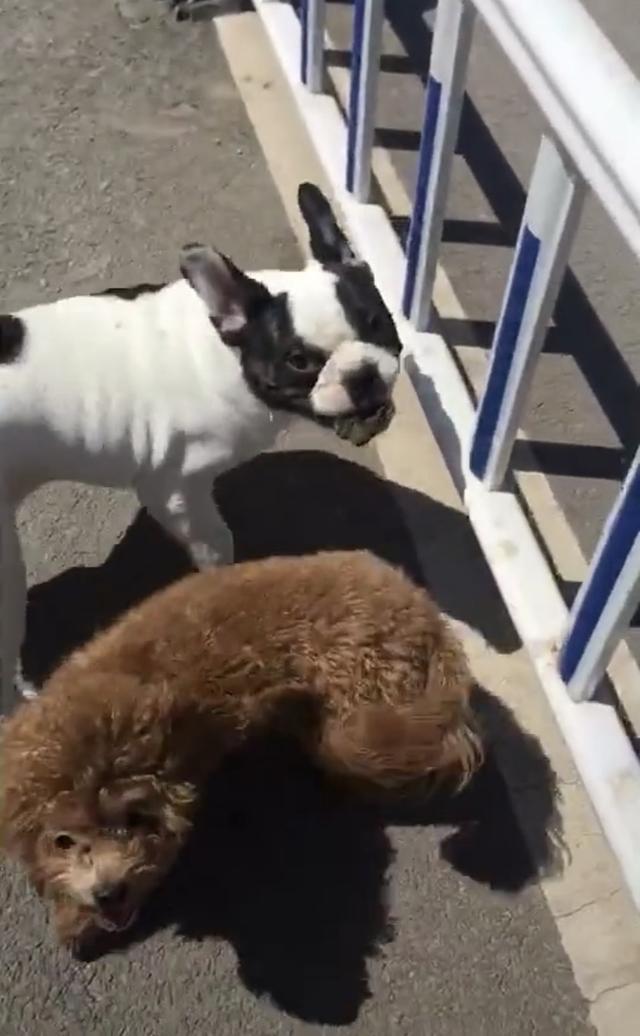 遛狗碰到挑衅怎么办,遛狗碰到一群野狗怎么办