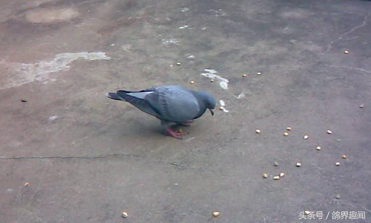 鸽子出壳后种鸽管理,鸽子归巢的调理