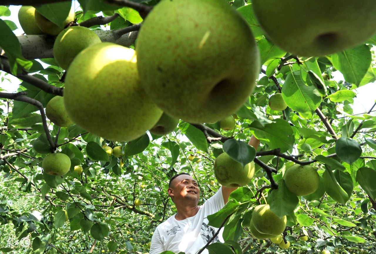果农想在一棵树嫁接多种水果？掌握这技术要点，完全可以亲自做到