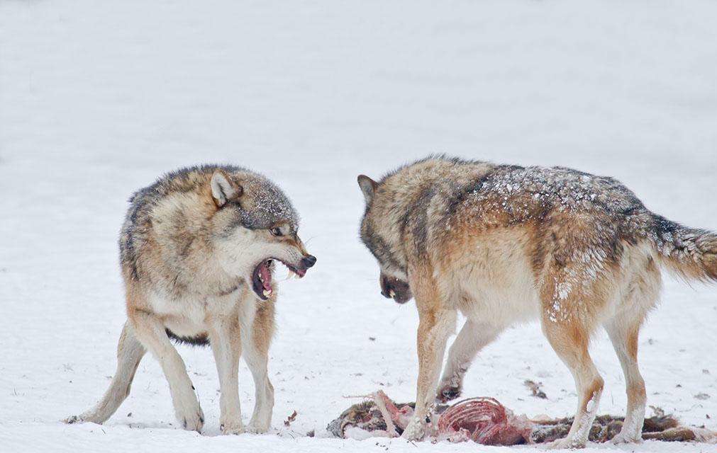 收入和付出不成正比的经典语录,你的付出和收入是成正比的