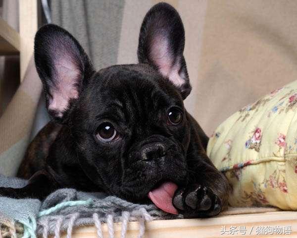 狗狗舔脚底肉球是在卖萌吗？错了，那是狗狗的应急措施