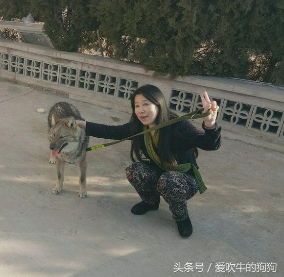 捷克狼犬有伤人记录吗,不训练的捷克狼犬会随便咬人吗