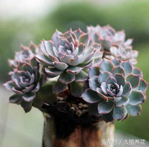 蓝石莲多次砍头要不要剥叶子,蓝石莲砍头爆崽的图片