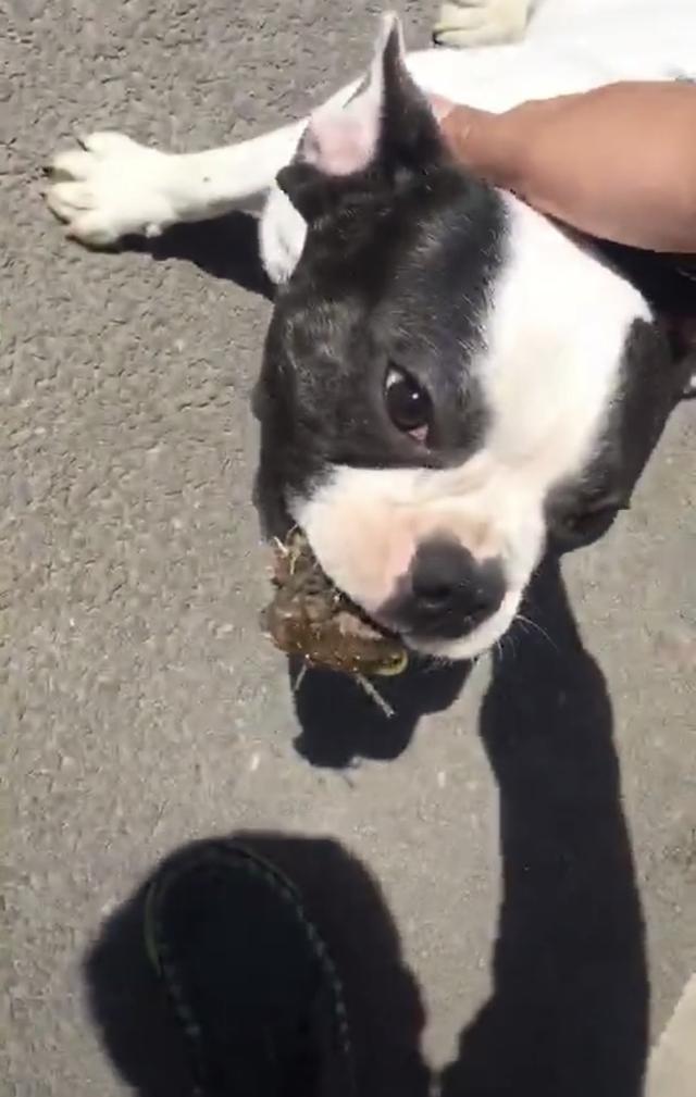 遛狗碰到挑衅怎么办,遛狗碰到一群野狗怎么办