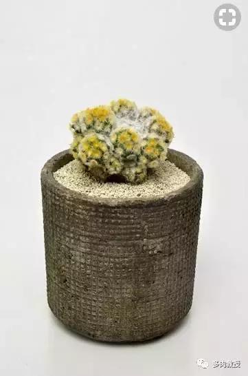 多肉老桩配古盆！美的惊艳了时光！