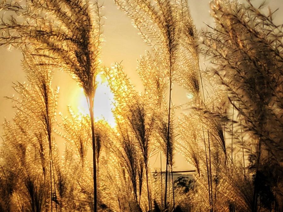 原来你是这样的诗歌,原来你是这样的英文翻译