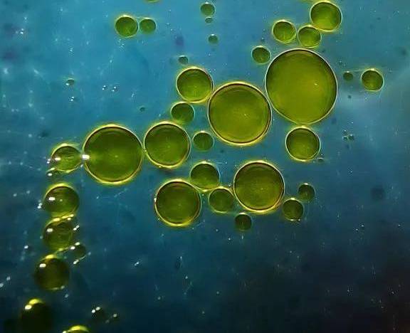 冬季干皮最好的救星,纯干货重点讲解