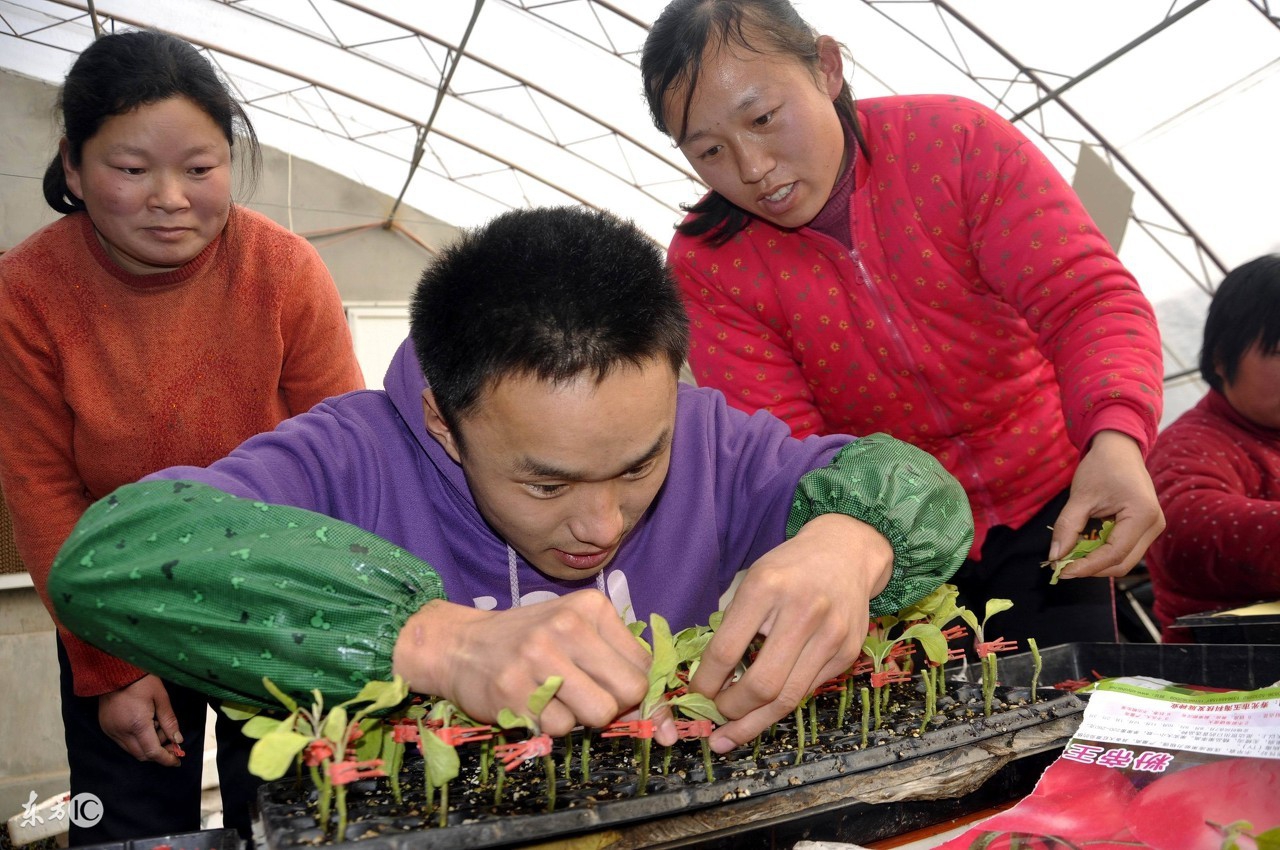 果农想在一棵树嫁接多种水果？掌握这技术要点，完全可以亲自做到