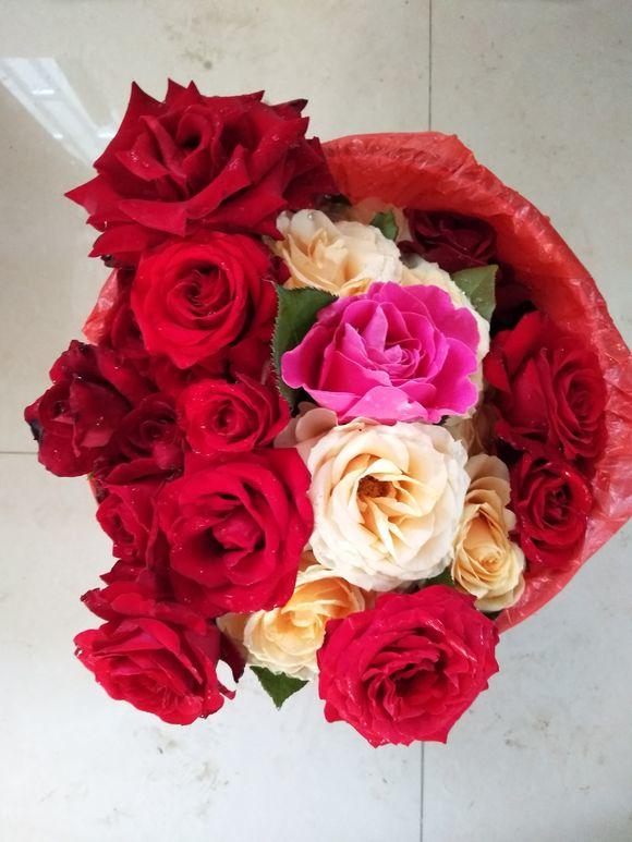 种玫瑰应该买什么,新手种玫瑰推荐什么品种