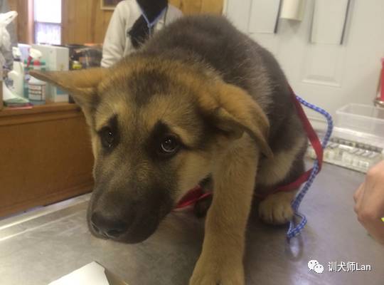 怎么让两个陌生的狗狗和睦相处,怎样和陌生的狗狗友好相处