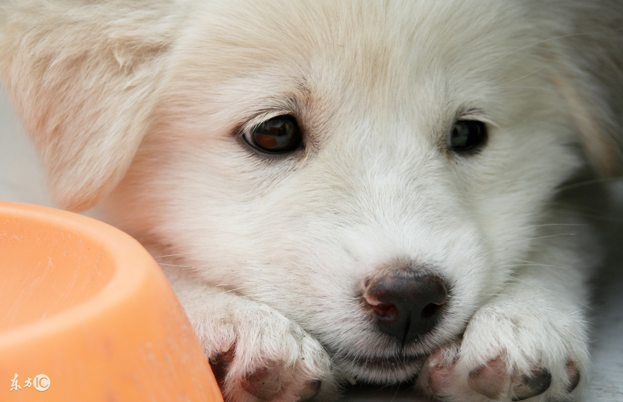 宠物狗急性肠胃炎,宠物怎么避免急性肠胃炎