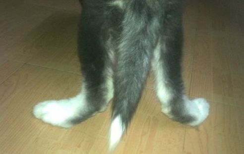 狗狗髌骨脱位怎么保守治疗,狗狗髌骨脱位一般几天会好一点