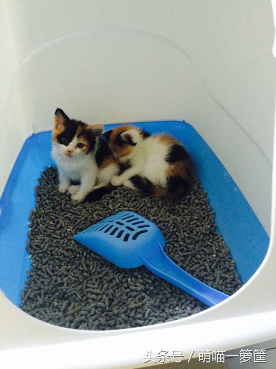 鍠垫槦浜虹尗鐮傜泦,鐚爞鐩嗗柕鏄熶汉