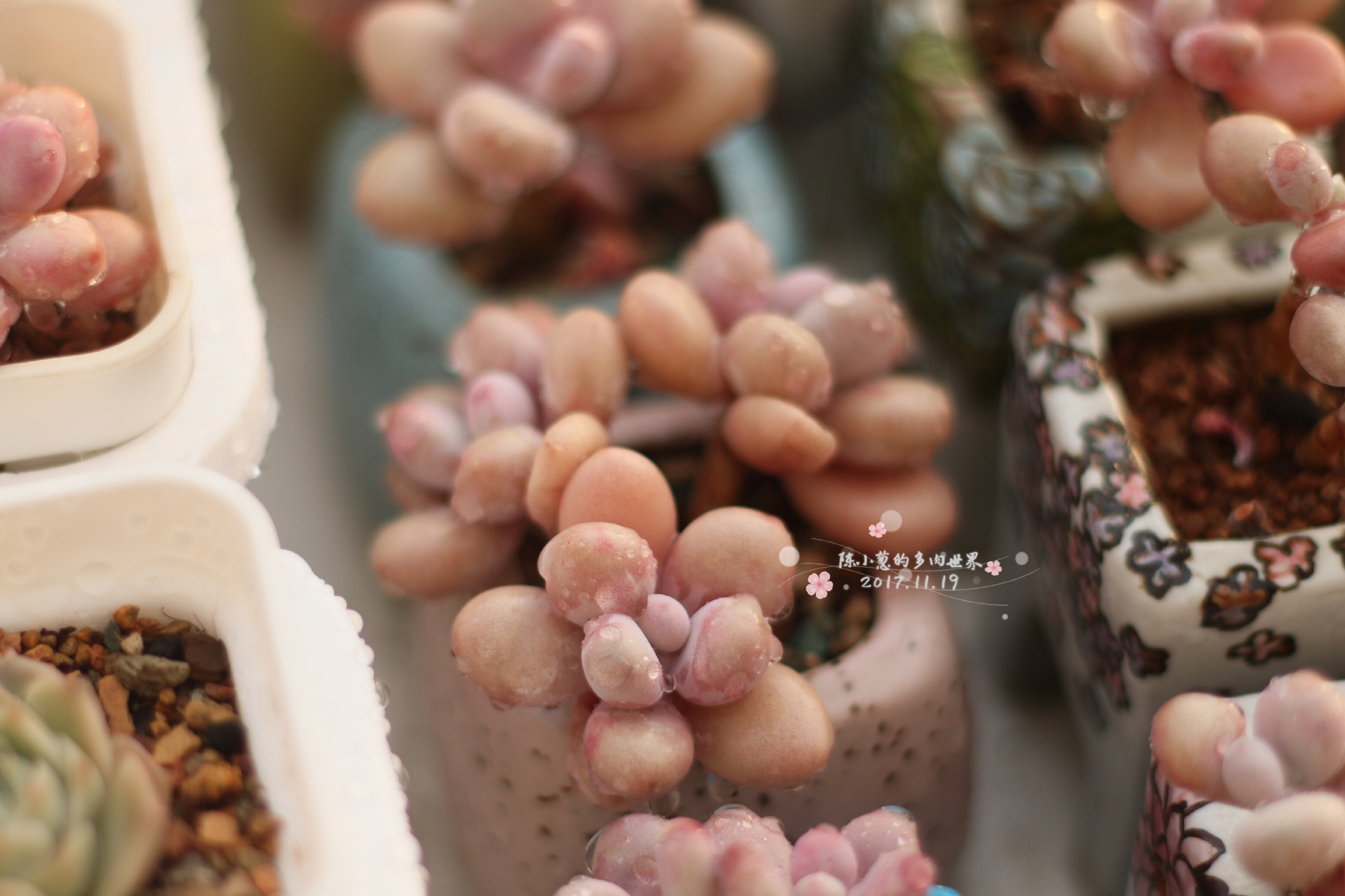 多肉度夏北方,北方用室外暖棚多肉能过冬吗