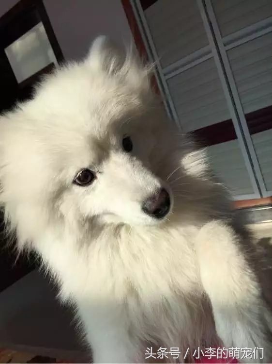 宠物狗重逢,宠物狗相遇