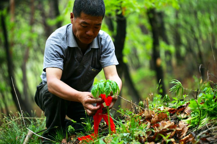 买人参科普,网上买的干人参应该关注哪几点