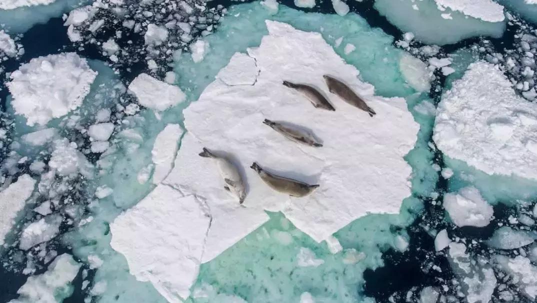 澳航全球最长航线计划,澳航几月能直飞中国