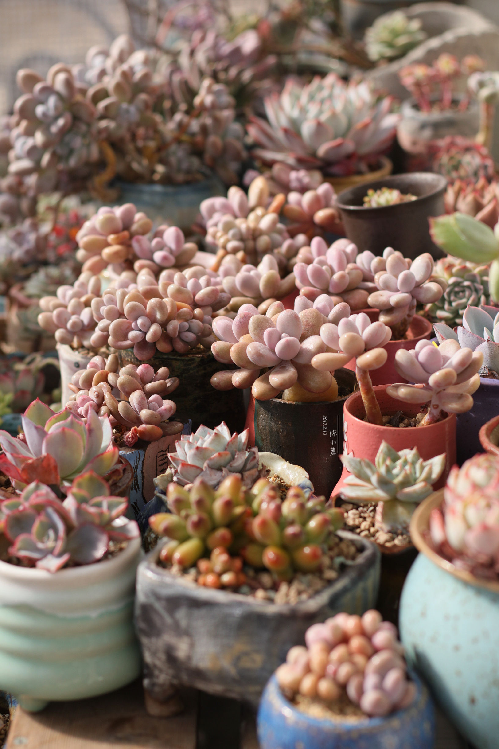 多肉度夏北方,北方用室外暖棚多肉能过冬吗