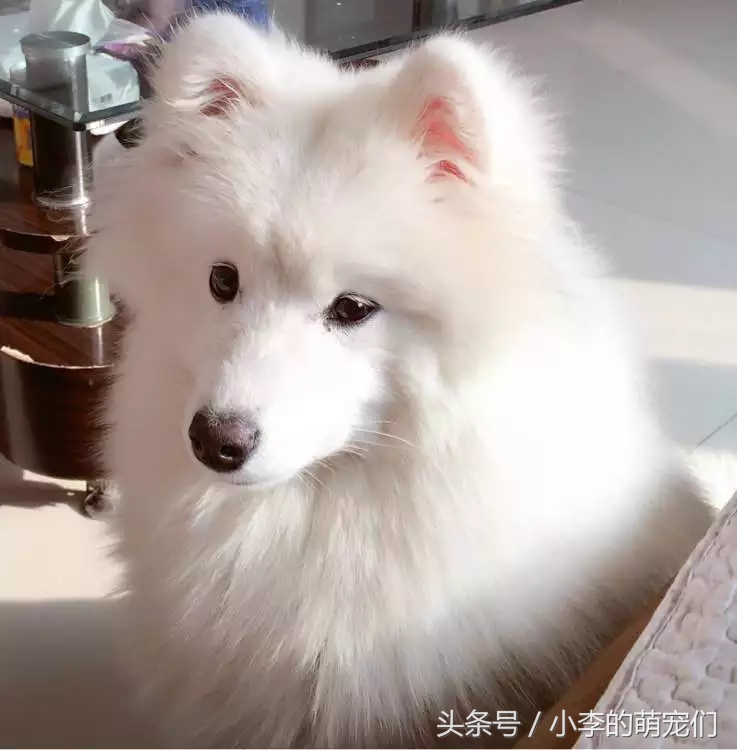 宠物狗重逢,宠物狗相遇