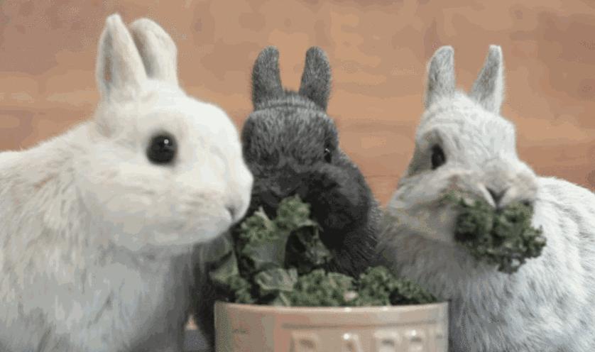 我是怎么亲手剁了『南北差异』这个小婊砸