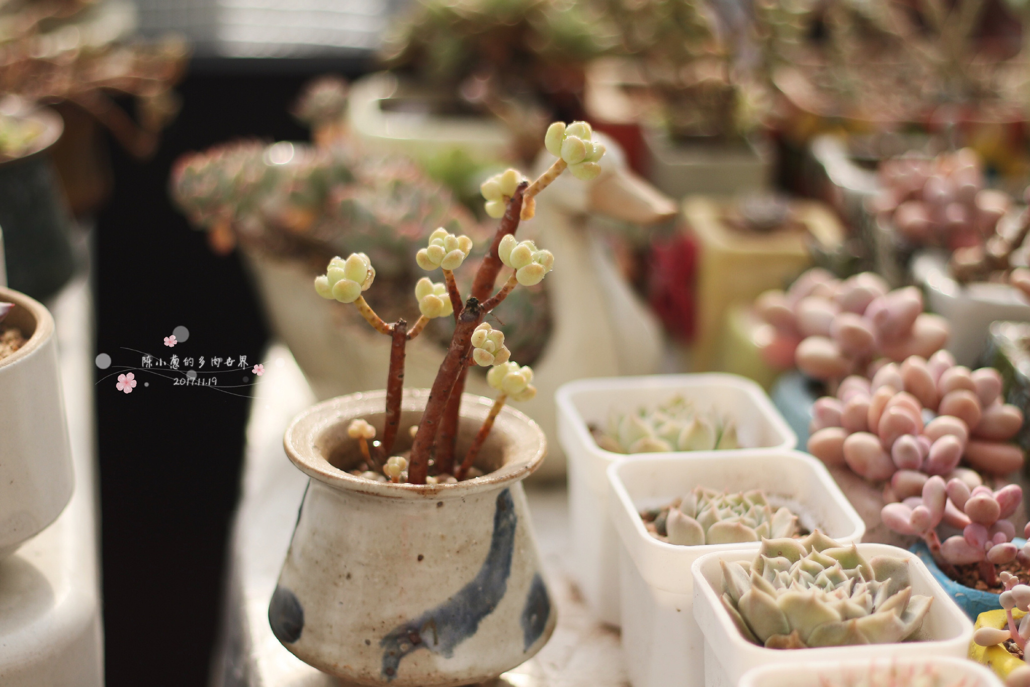 多肉度夏北方,北方用室外暖棚多肉能过冬吗